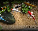 Koi Fish, le fond d'écran animé aquarium en 3D pour tablettes Android