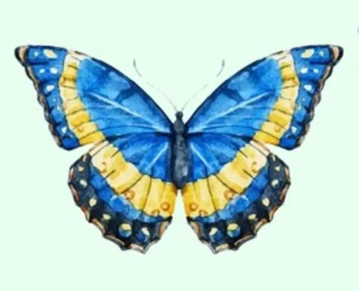 Papillon 2