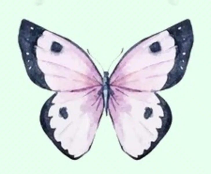 Papillon 4