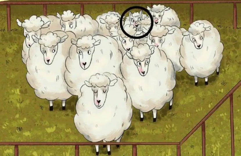 Solution à où se trouve le loup