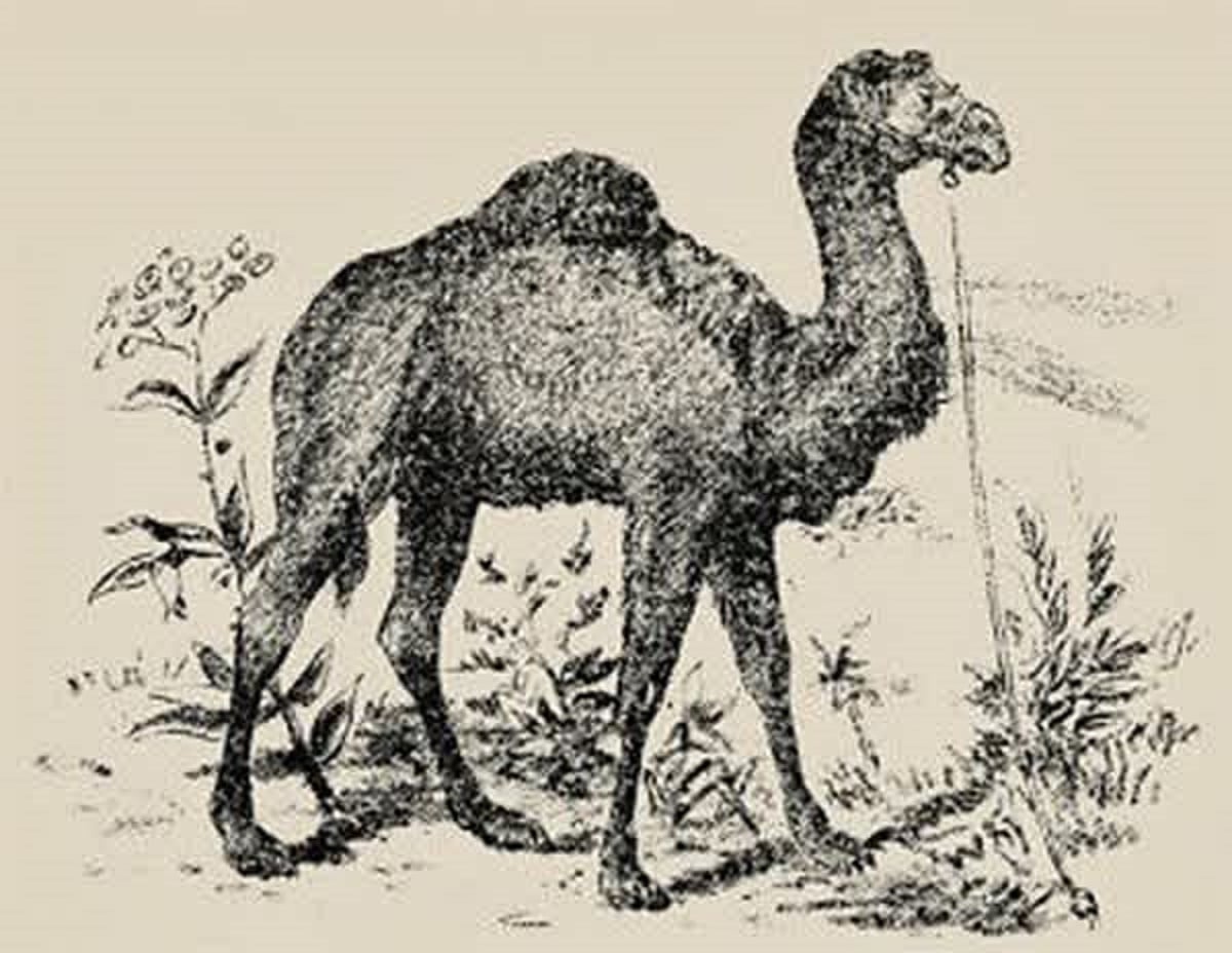 Saurez-vous distinguer le visage sur cette illustration
