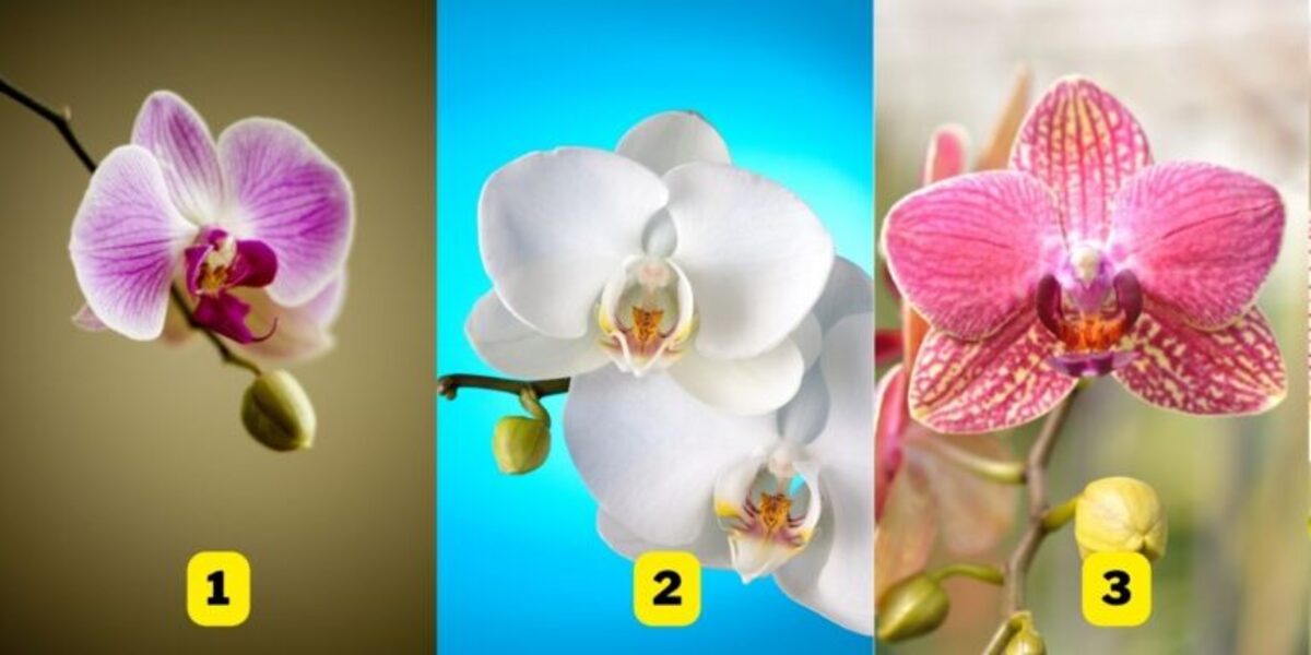 Test de personnalité choix orchidée