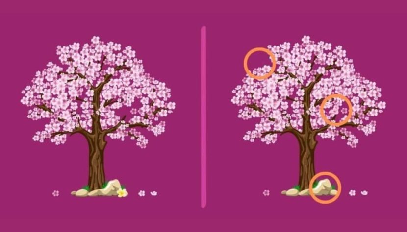 Les différences démontrés entre ces cerisiers en fleur