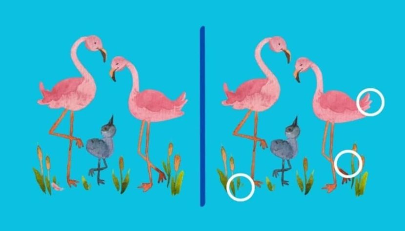 Solution sur les différences entre les flamants roses