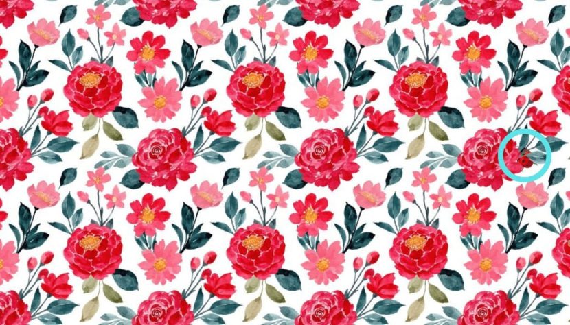 Emplacement de la coccinelle 