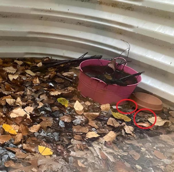 Emplacement des deux grenouilles