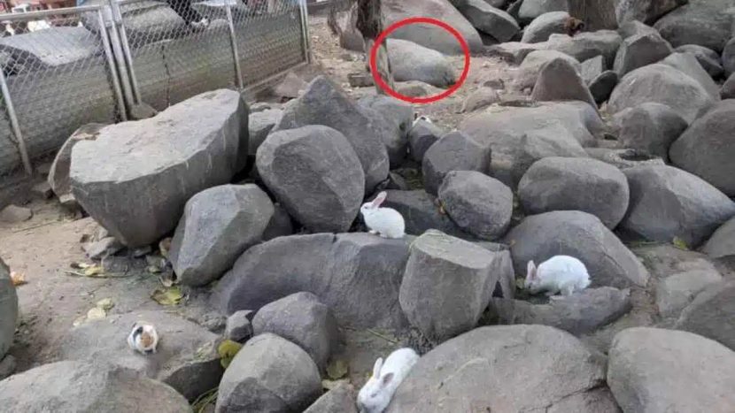 Solution à l'illusion d'optique 