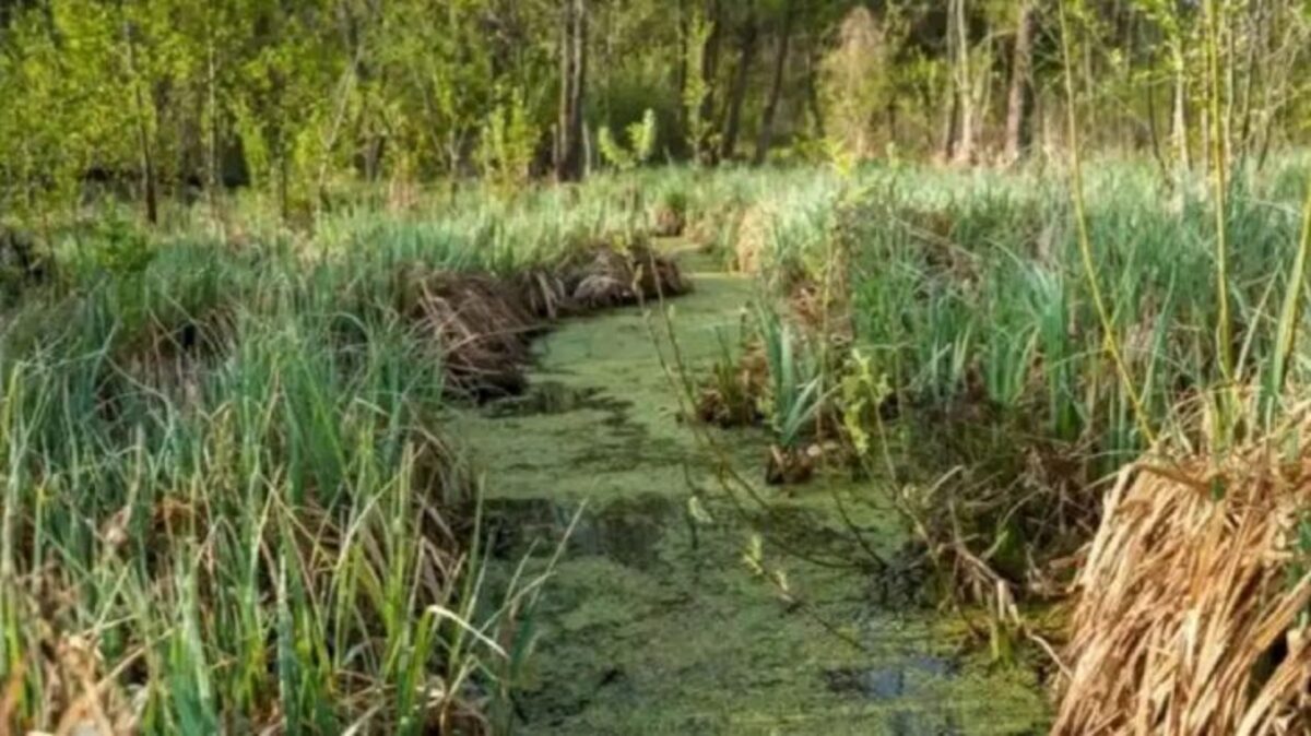 Trouvez la cigogne sur cette photo