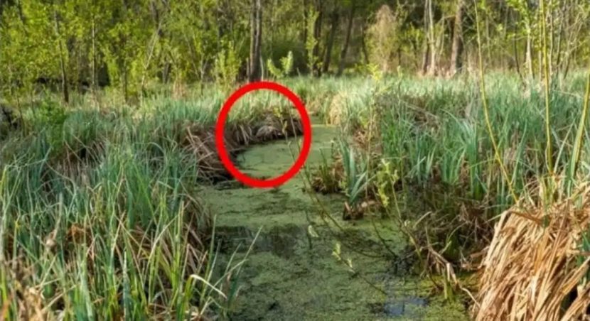 Emplacement de la cigogne