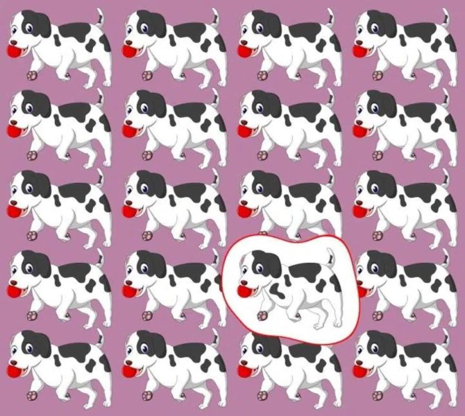 Le chien atypique trouvé