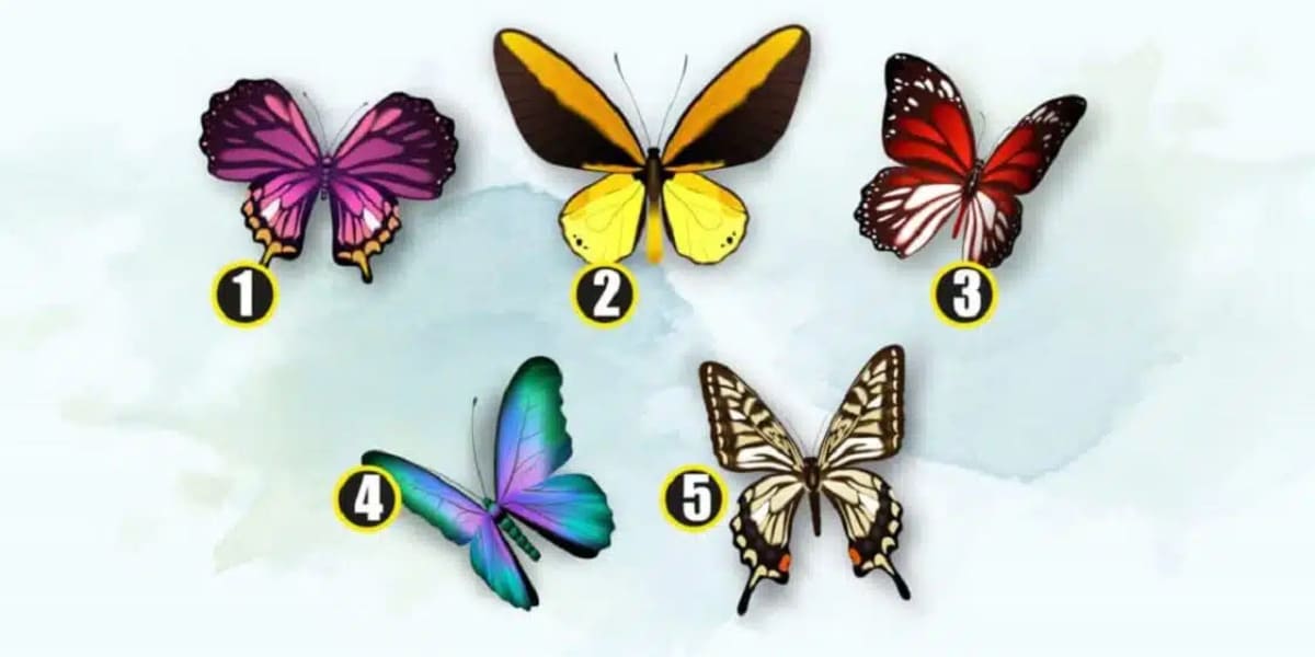 Quel papillon choisirez-vous ?