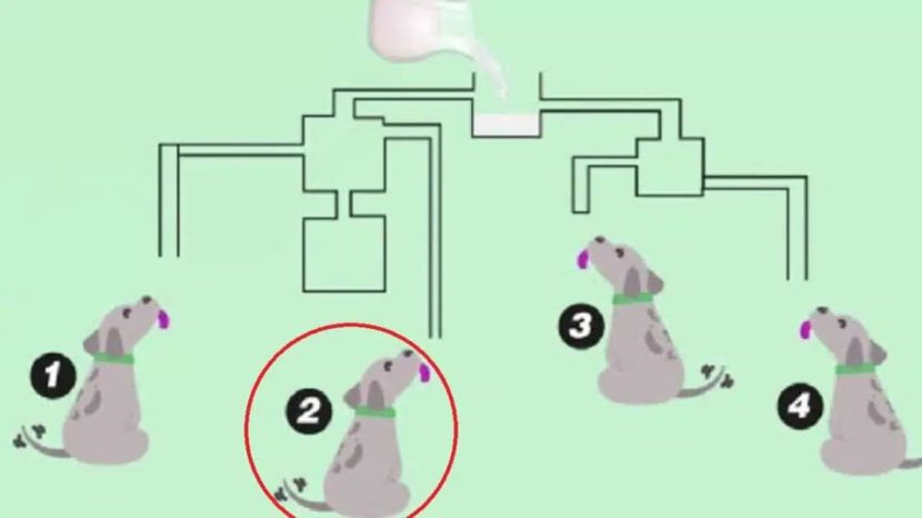 Qui boira le lait en premier