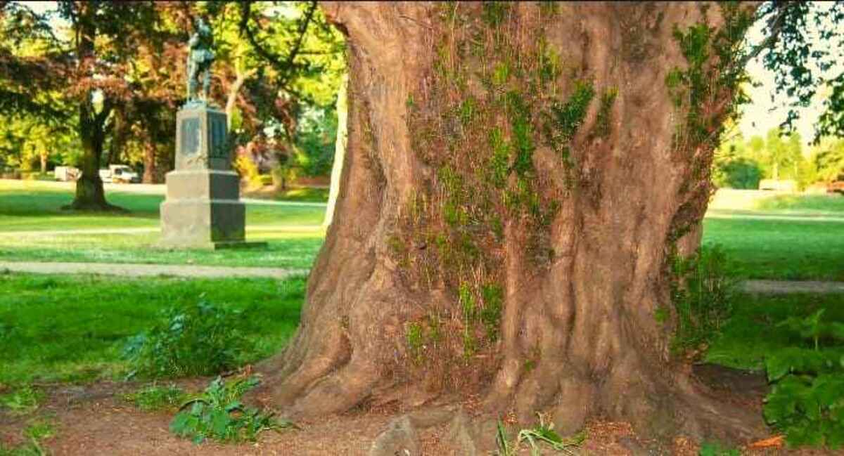 Seuls les plus observateurs trouvent l’écureuil caché dans l’image