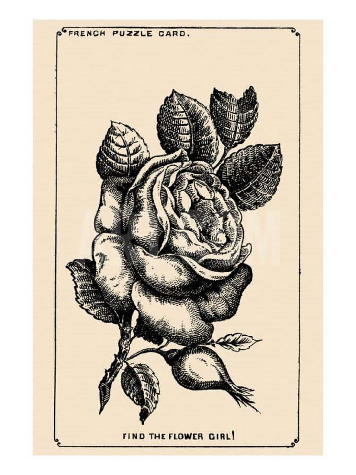 Un visage caché dans une rose de 1880 : cette illusion d’optique rend fous les internautes Un visage caché dans une rose de 1880