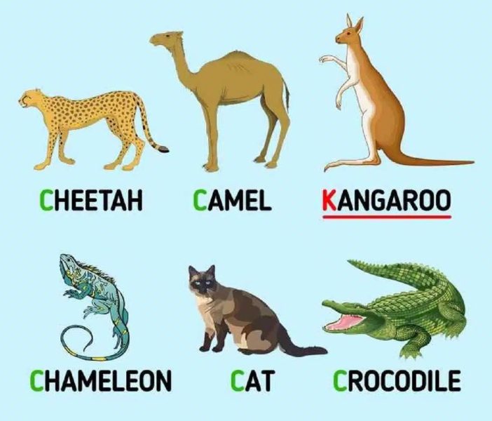 L'animal intrus identifié