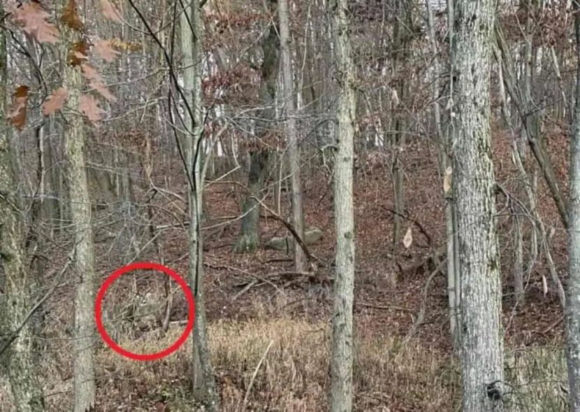 le cerf caché