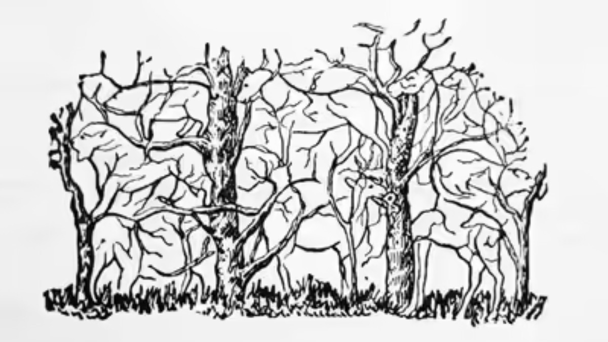 l’animal que vous voyez en premier